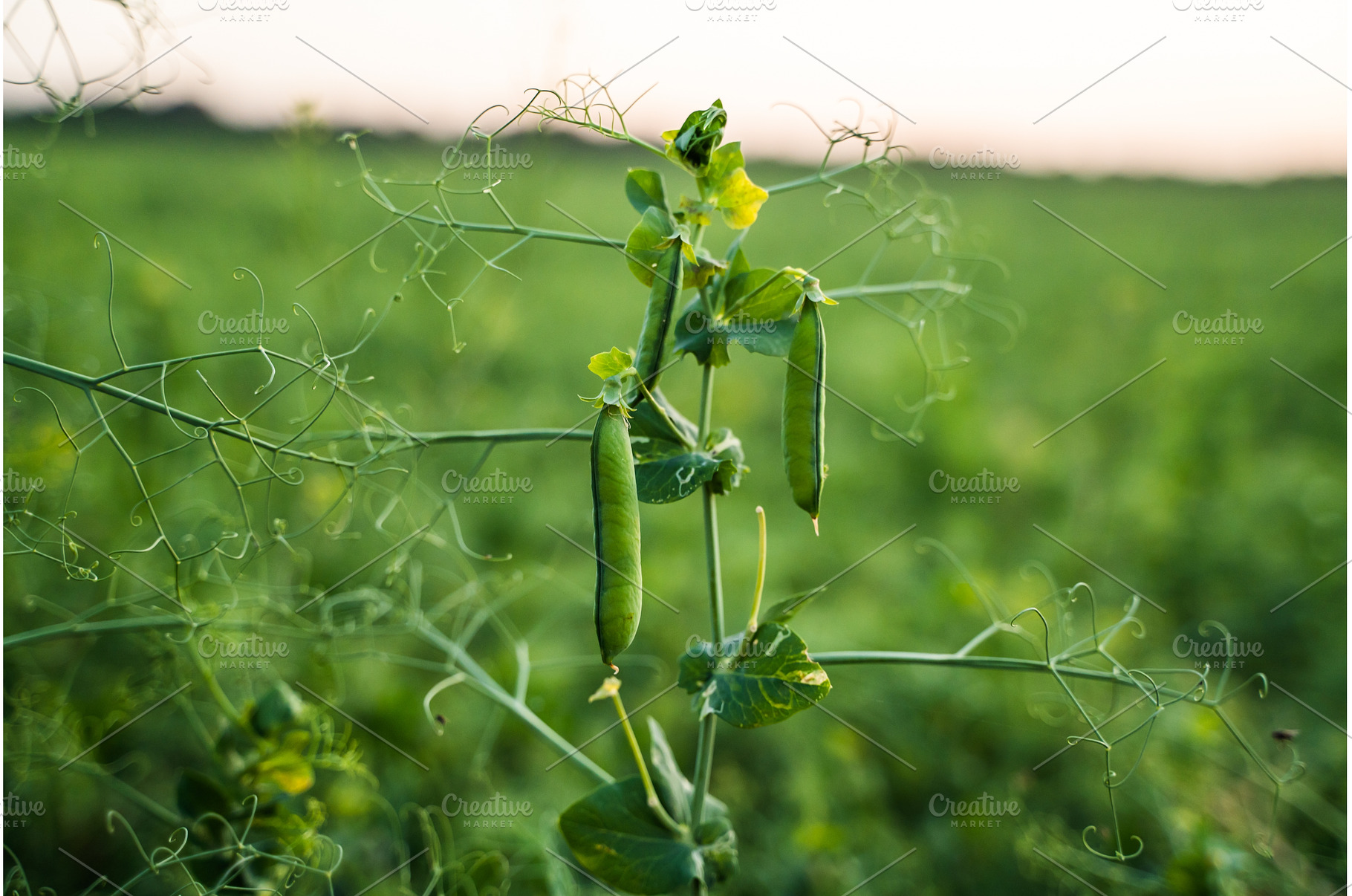 Lush green pea pods growing on a, a Nature Photo by volodymyrshtun13795