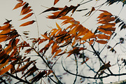 100+ New Hi-Res Autumn Photos, a Background Photo by moonloop (Thumbnail 12 of 13)