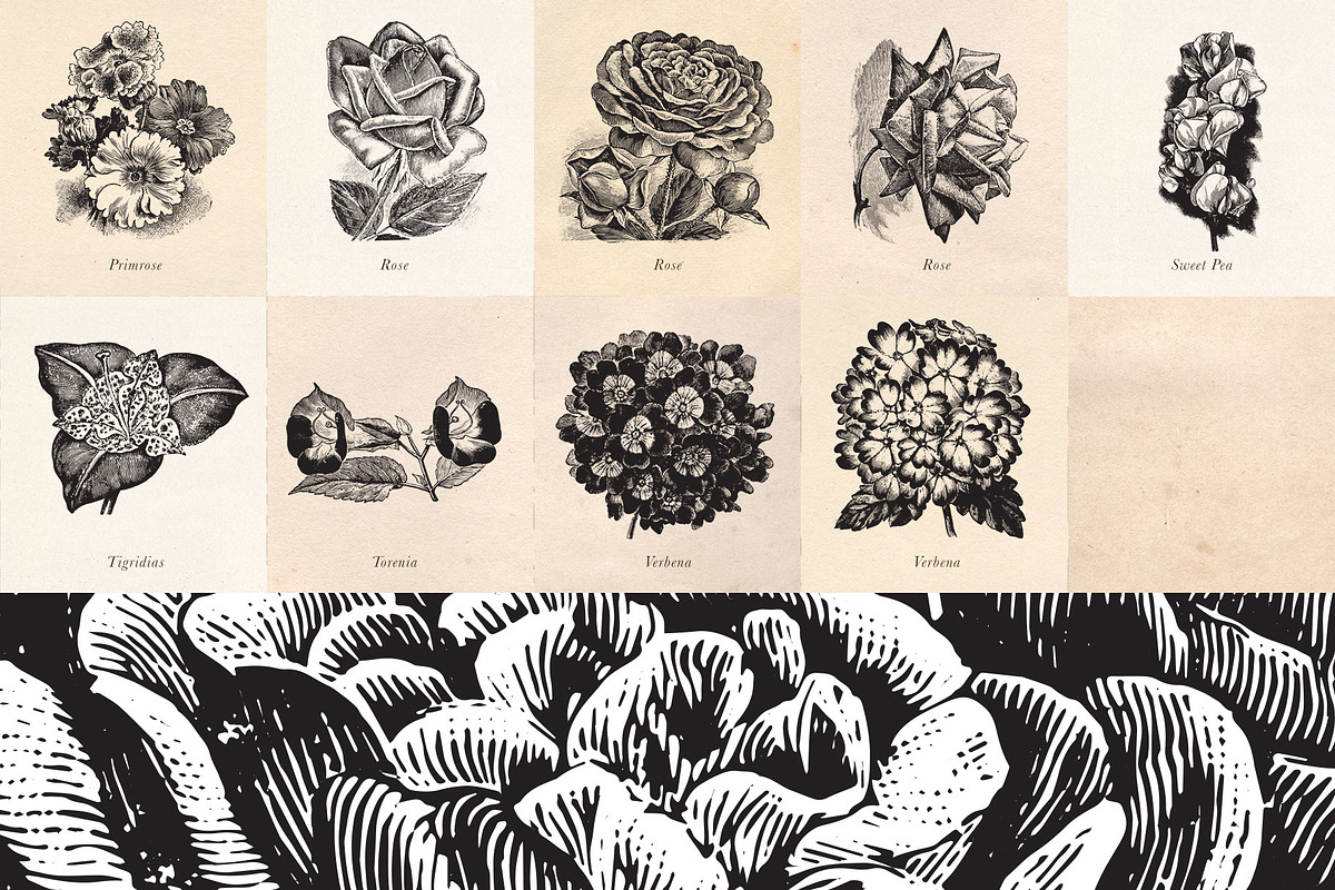Vintage Fruit Vegetables & Flowers, an Object Graphic by Eclectic Anthology (Photo 10 of 11)