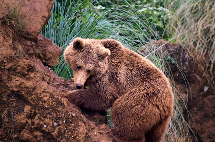 grizzly bear climbing, an Animal Photo by Perpis