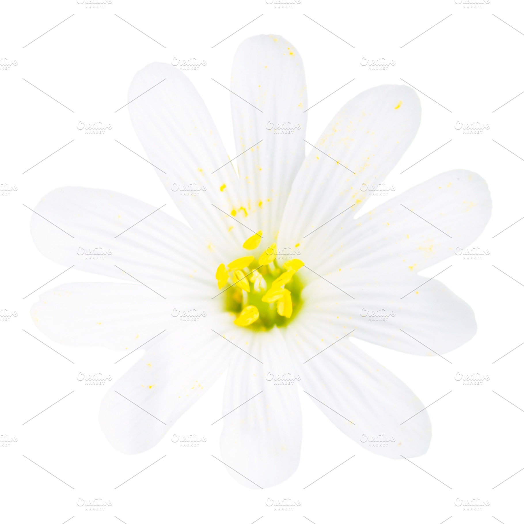 Wild white flowers panorama, a Nature Photo by Vapi