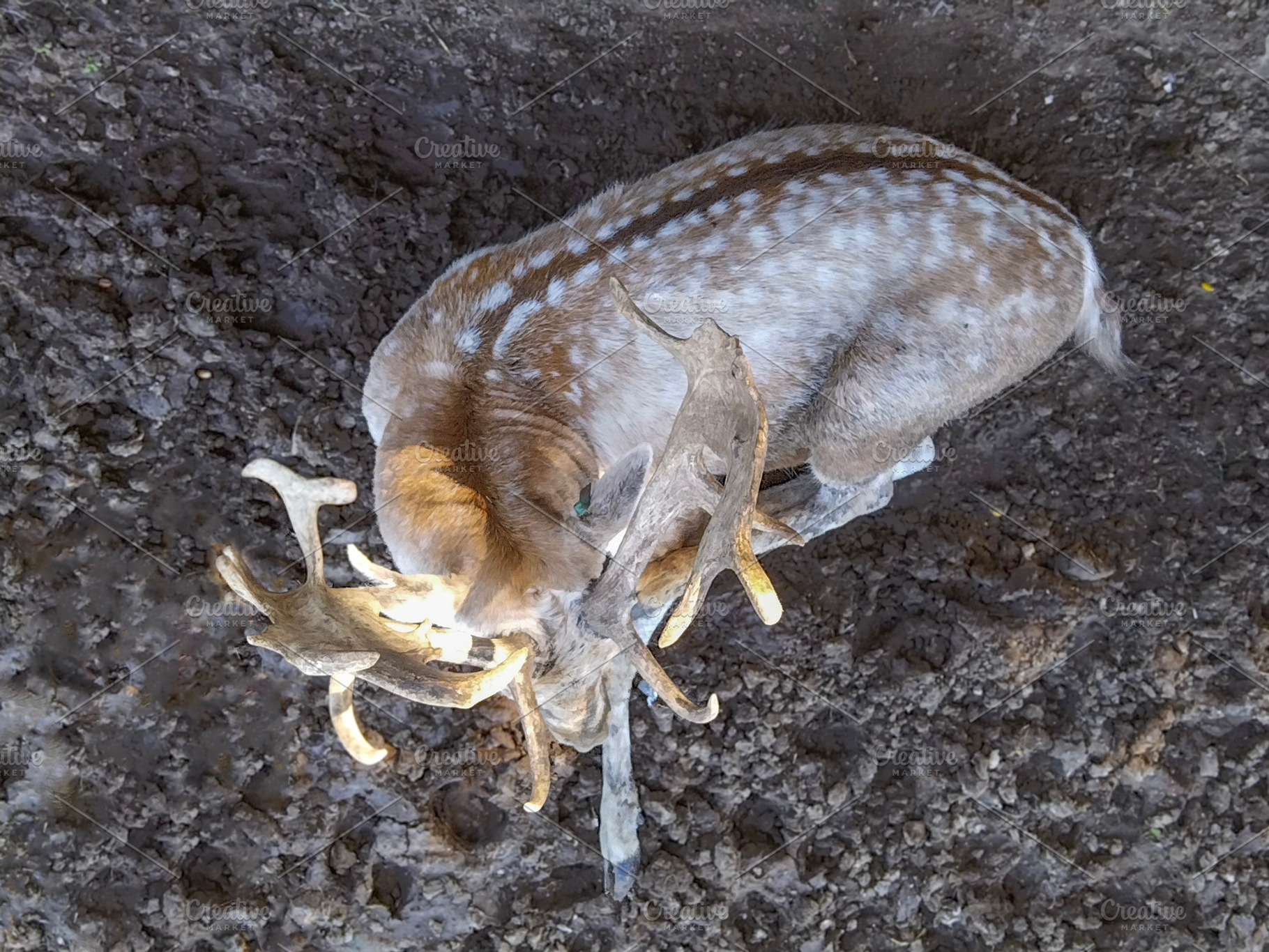 Deer resting on dry ground, an Animal Photo by DanFLCreativo