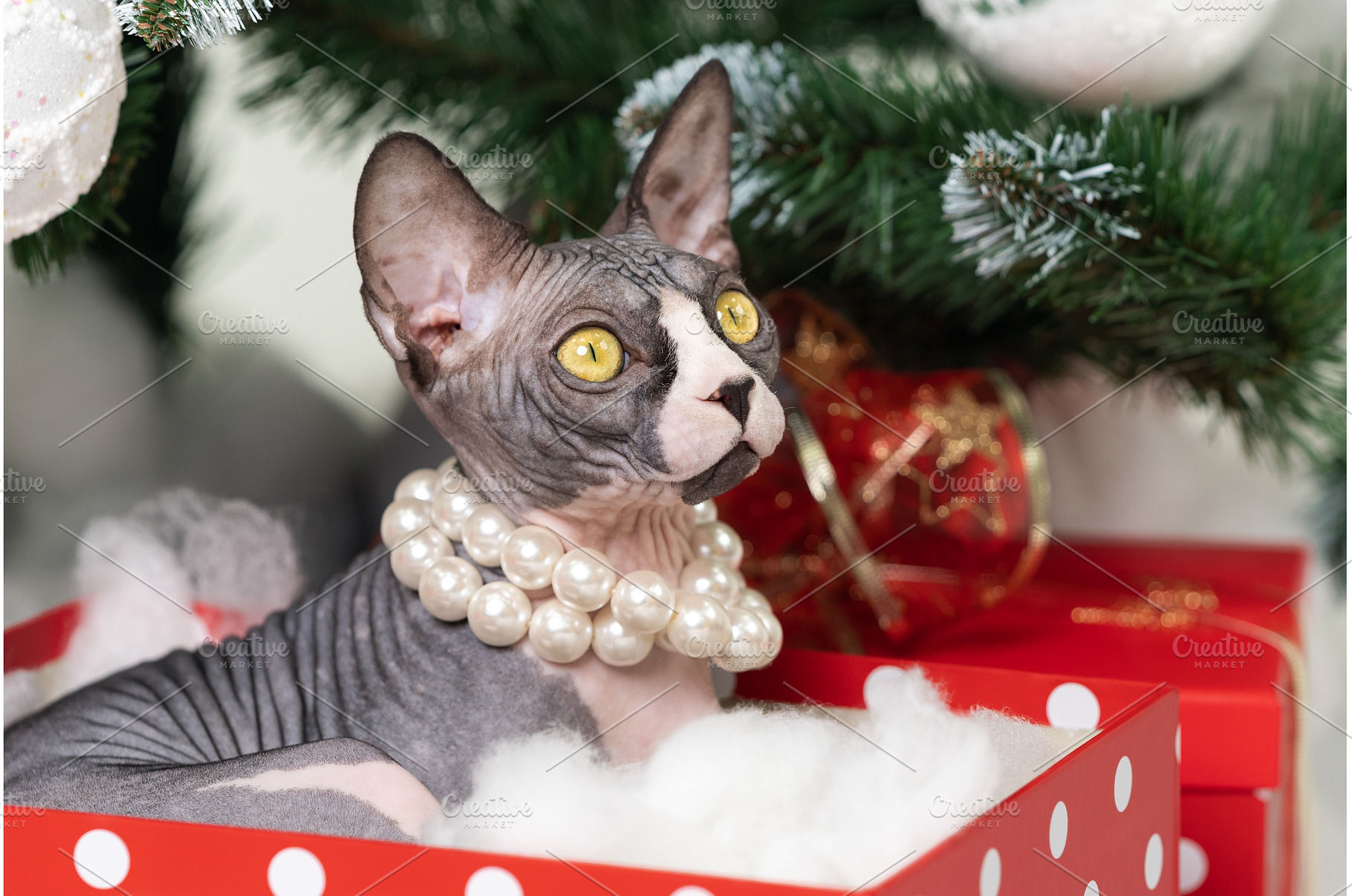 Sphynx Cat lying red Xmas gift box, an Animal Photo by Alexander-Piragis