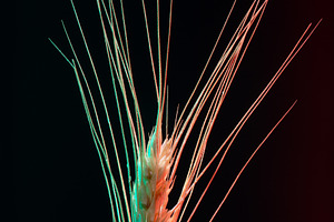 Single wheat ear with colorful lighting on a black background, h, a Food & Drink Photo by Ales Munt