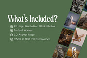 45 Majestic Owl Stock Photos, an Animal Photo by Incomelion (Thumbnail 9 of 13)