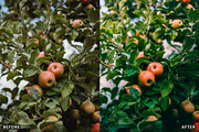 Golden Apple Orchard Presets, a Preset Add-On by AAA Presets (Thumbnail 4 of 14)