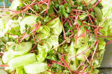 Fresh green salad with red radish microgreens and vegetable mix. Healthy food a, a Food & Drink Photo by Eugene_Photo