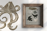 AQUATALES | 170+ elements, an Animal Illustration by Oksana Stepova (Thumbnail 10 of 19)