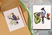 Watercolor tropical birds, an Illustration by IrynaPanashii (Thumbnail 6 of 11)