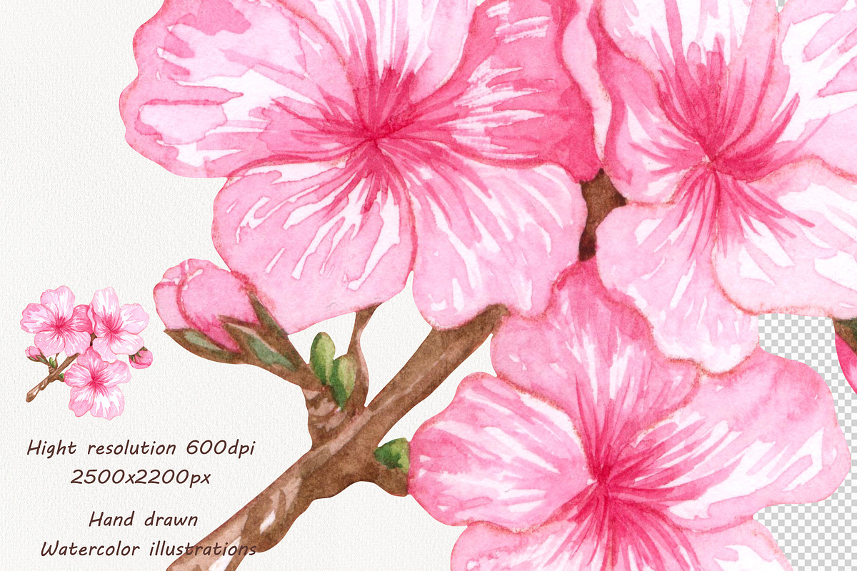 Cherry Watercolor Clipart, an Illustration by BarvArt (Photo 5 of 5)