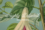 Vintage Illustrations of Flowers, an Illustration by Graphic Goods (Thumbnail 2 of 9)