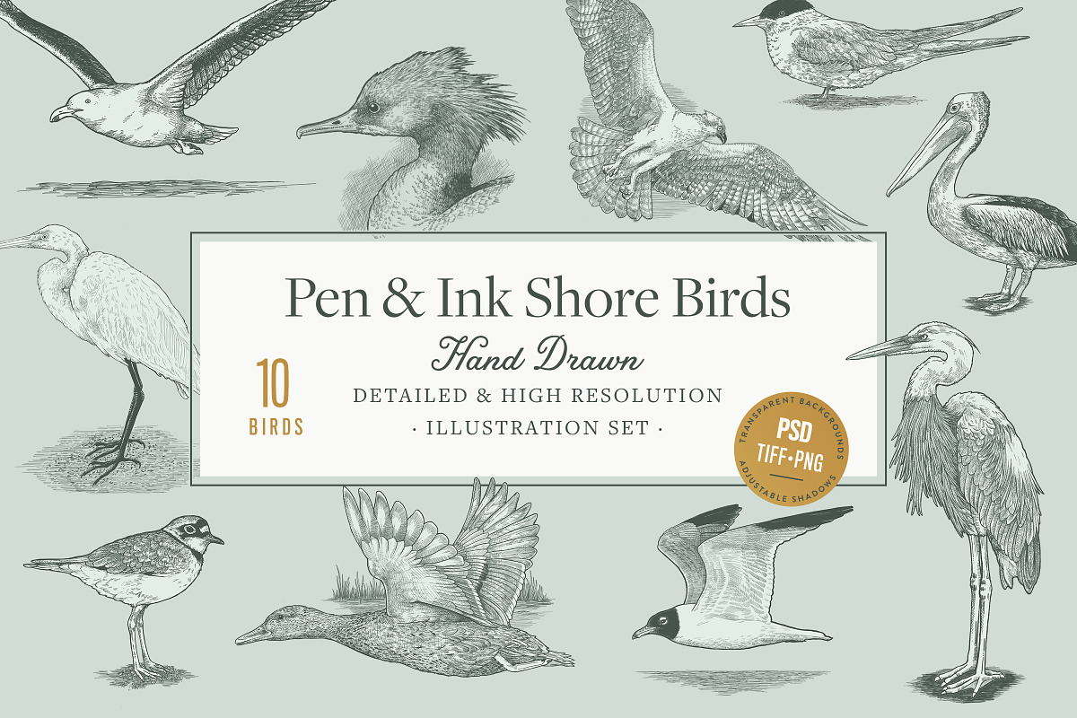 Hand Drawn Shorebirds Set, an Animal Illustration by Well Rock Designs (Photo 1 of 8)