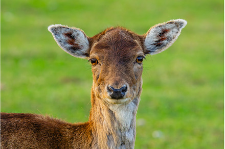 Detailed closeup of a deer, an Animal Photo by Lukas Jonaitis SHOP