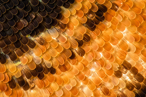Extreme macro of butterfly wing scal, an Animal Photo by professorinc