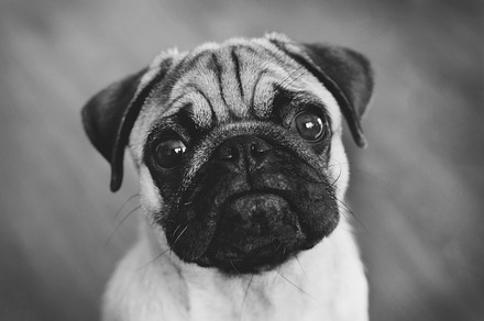 Back and white sad pug