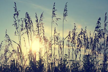 Silhouettes of grass containing grass, sunset, and silhouette preview 6