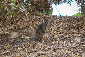 Wallaby standing on forest floor among dry leaves on Kangaroo Is, an Animal Photo by GoodGoods