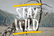 The Winter Brush, a Script Font by MSG Studio (Thumbnail 2 of 7)
