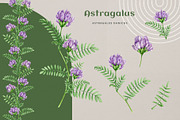 Adaptogenic Medicinal Plant Clipart, a Healthcare Illustration by AnitaPol (Thumbnail 5 of 24)