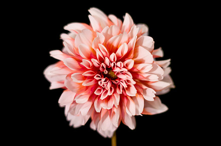 Dahlia featuring dahlia, dahlias, and flower
