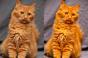 10 Pets Lightroom Presets for Mobile, a Preset Add-On by RamsaGraphi (Thumbnail 4 of 10)