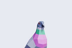 Pigeon