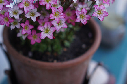 Springtime Blossom