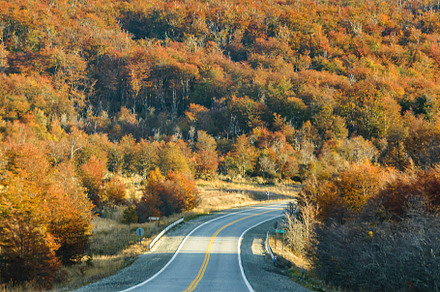 Highway crossing forest, tierra del fuego, argentina, a Nature Photo by DanFLCreativo