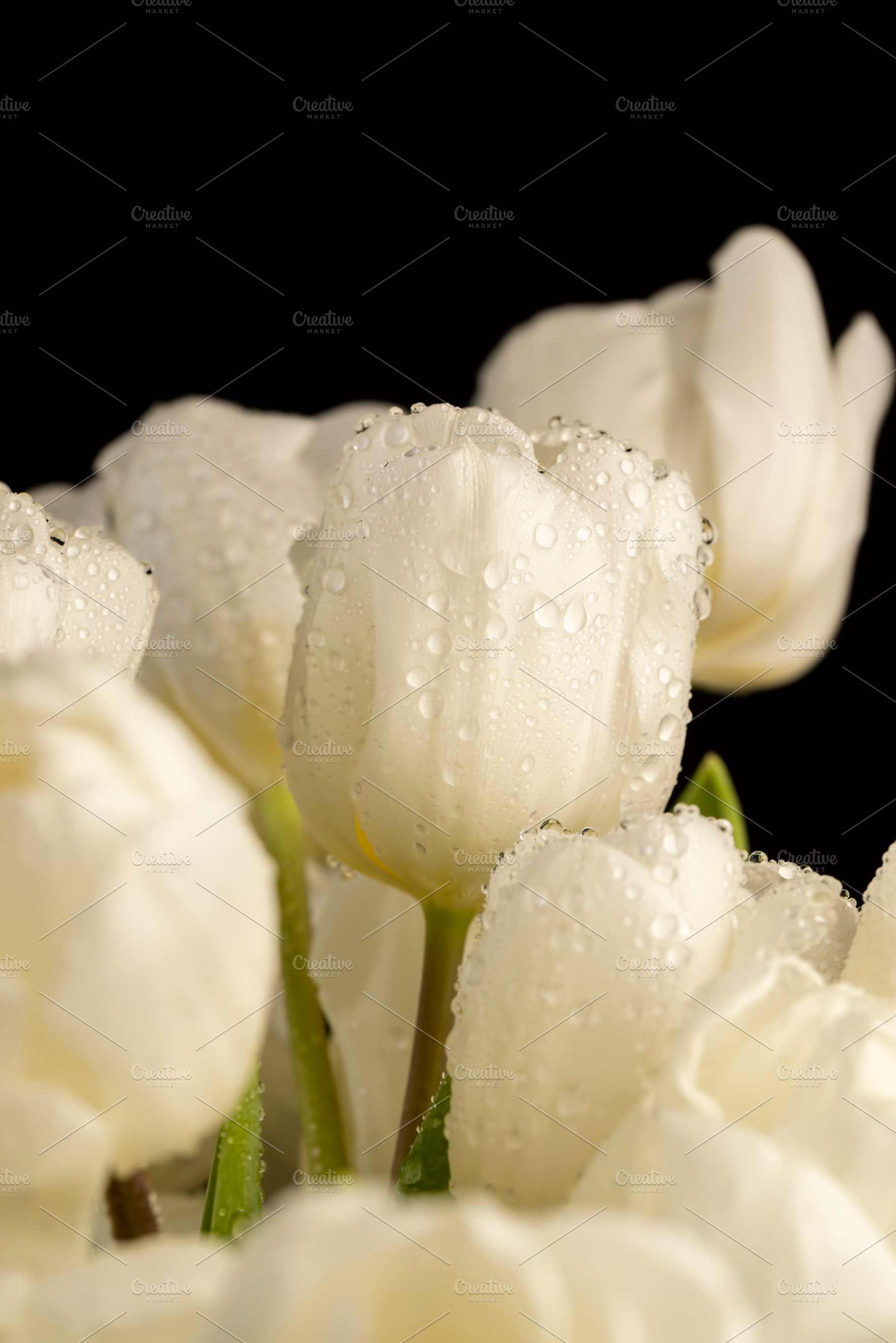 wet and beautiful white tulip flowers, wet flowers on a black background, a Photo by rsoollAI