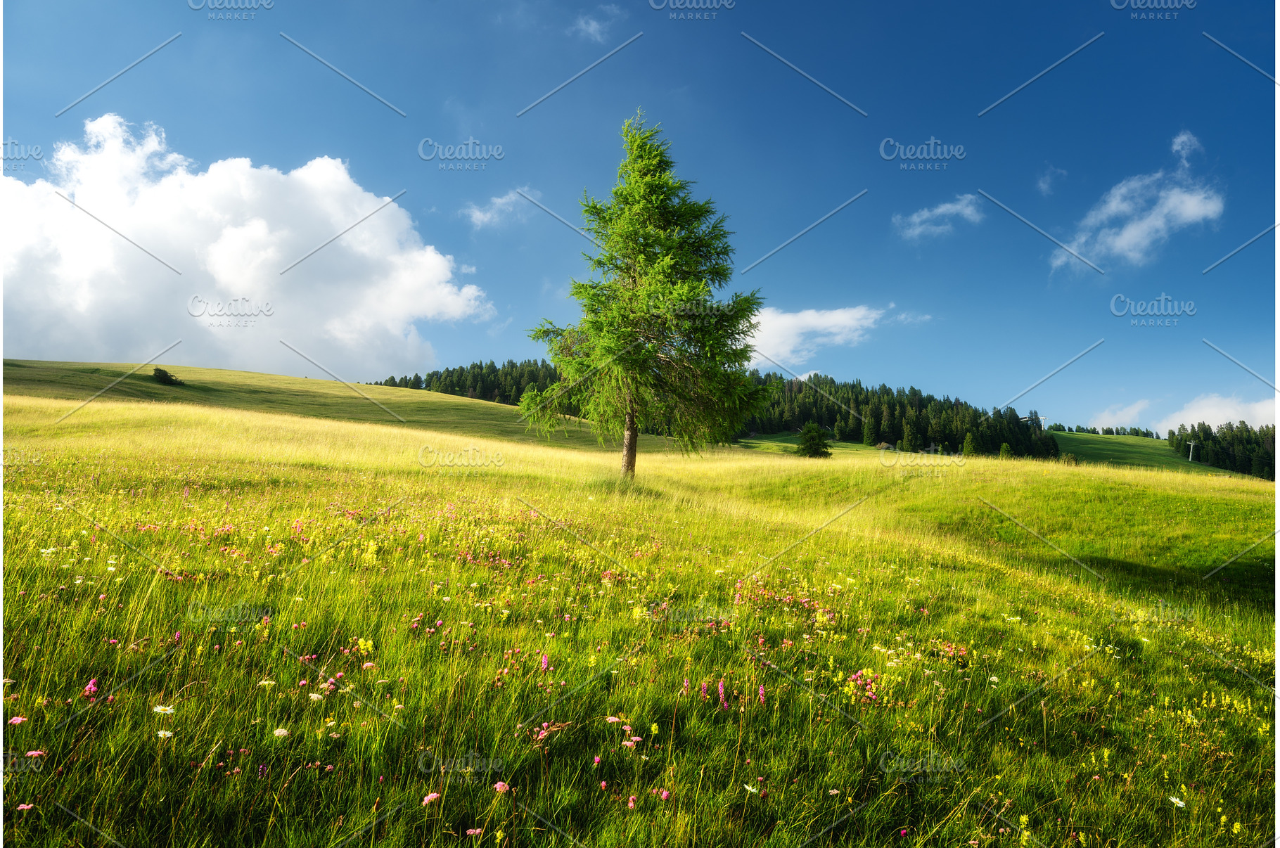 Lonely larch tree growing in a green, a Nature Photo by den-belitsky