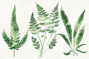 Ferns Bundle