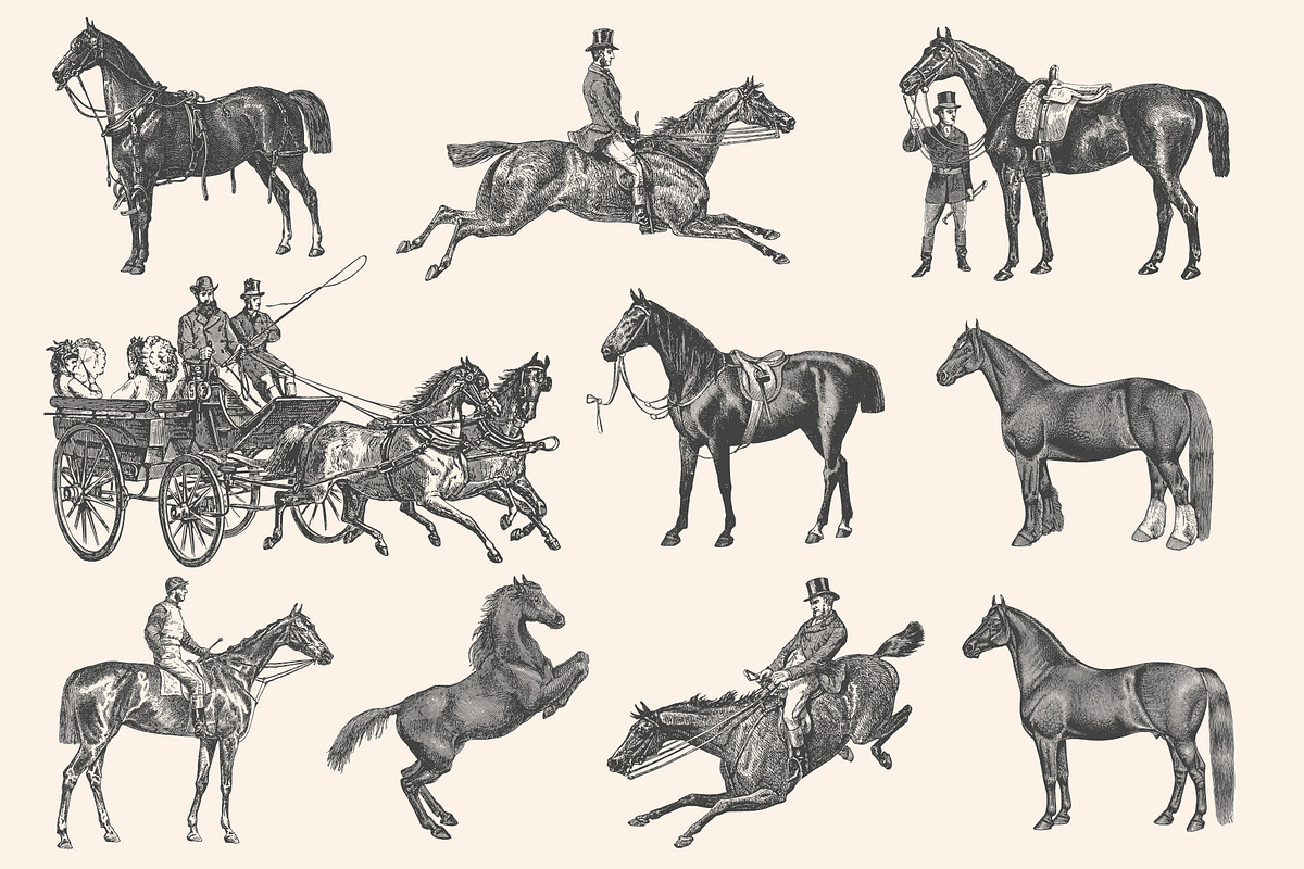 Horses - Vintage Illustration Set, an Illustration by Graphic Goods (Photo 8 of 12)