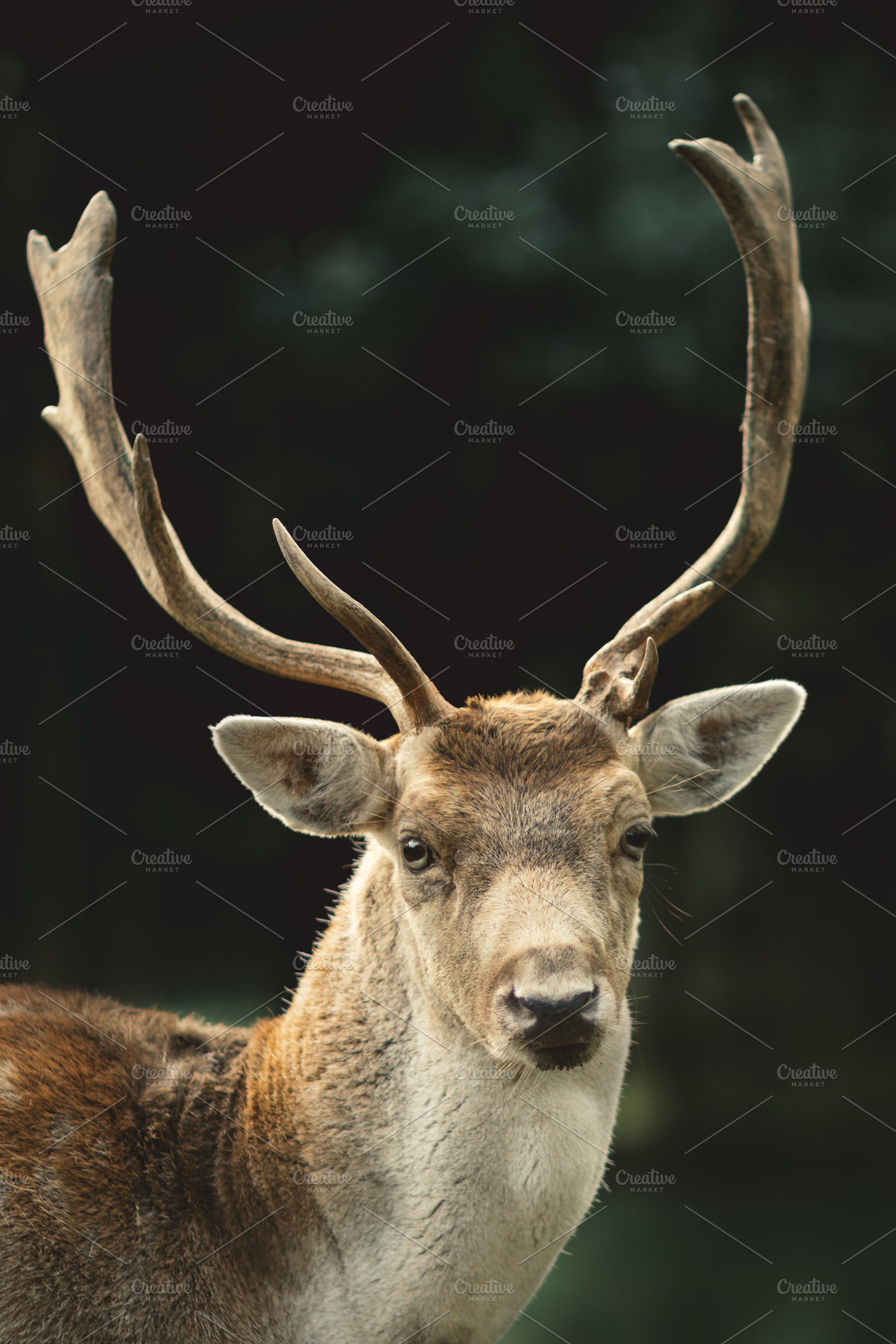 Minimalist Stag Antlers Portrait, an Animal Photo by René Jordaan Photography