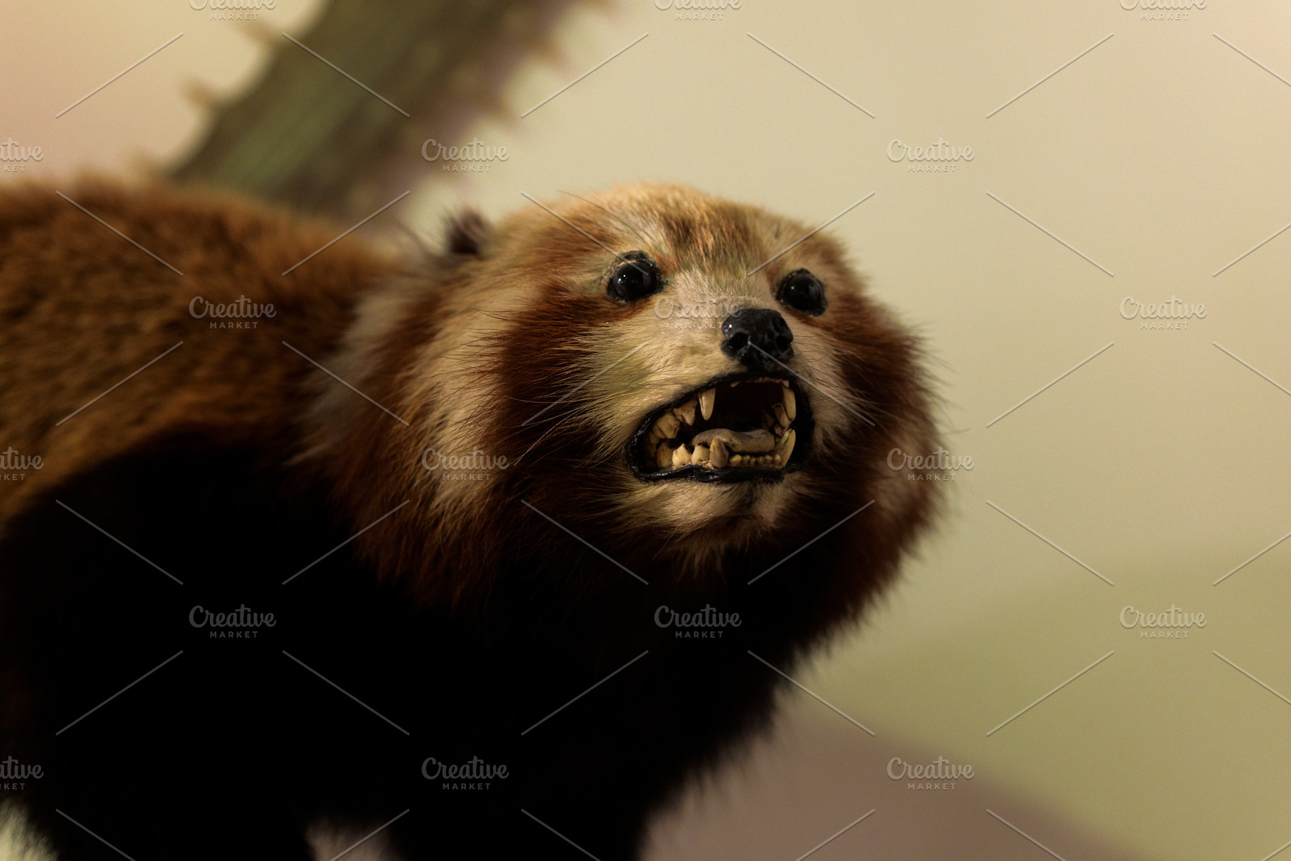 Red panda, Ailurus fulgens, also known as the lesser panda stuff, an Animal Photo by Bepslabor