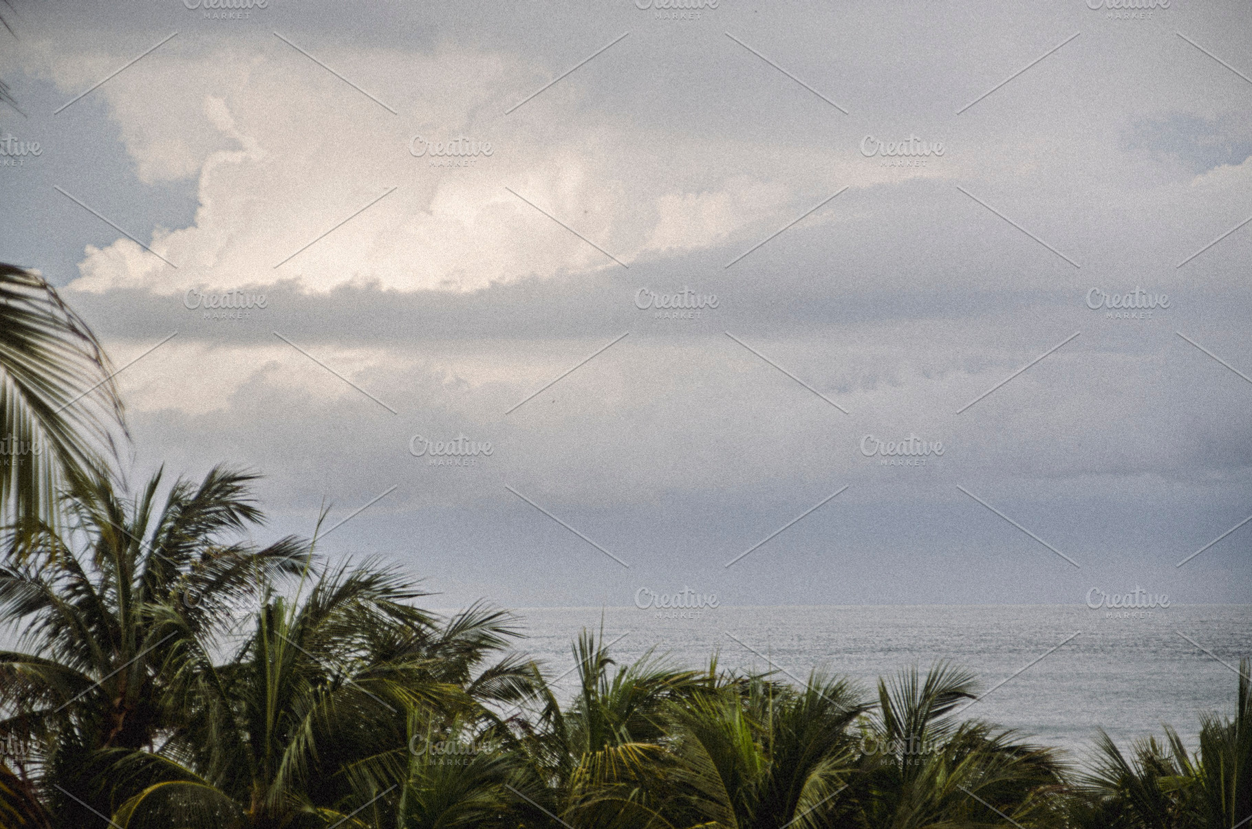 Palm trees, clouds and the sea, a Wallpaper Photo by MUSTERIUM