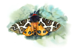 Watercolour Butterflies.