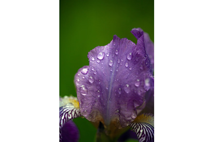 Close-up of a Vibrant Purple Iris