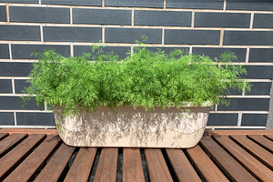 Dill in a pot on a city balcony., a Photo by IrinaCzaran