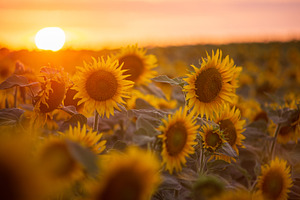 Sunflower field with the Sun, sunset, a Nature Photo by Mark Borbely