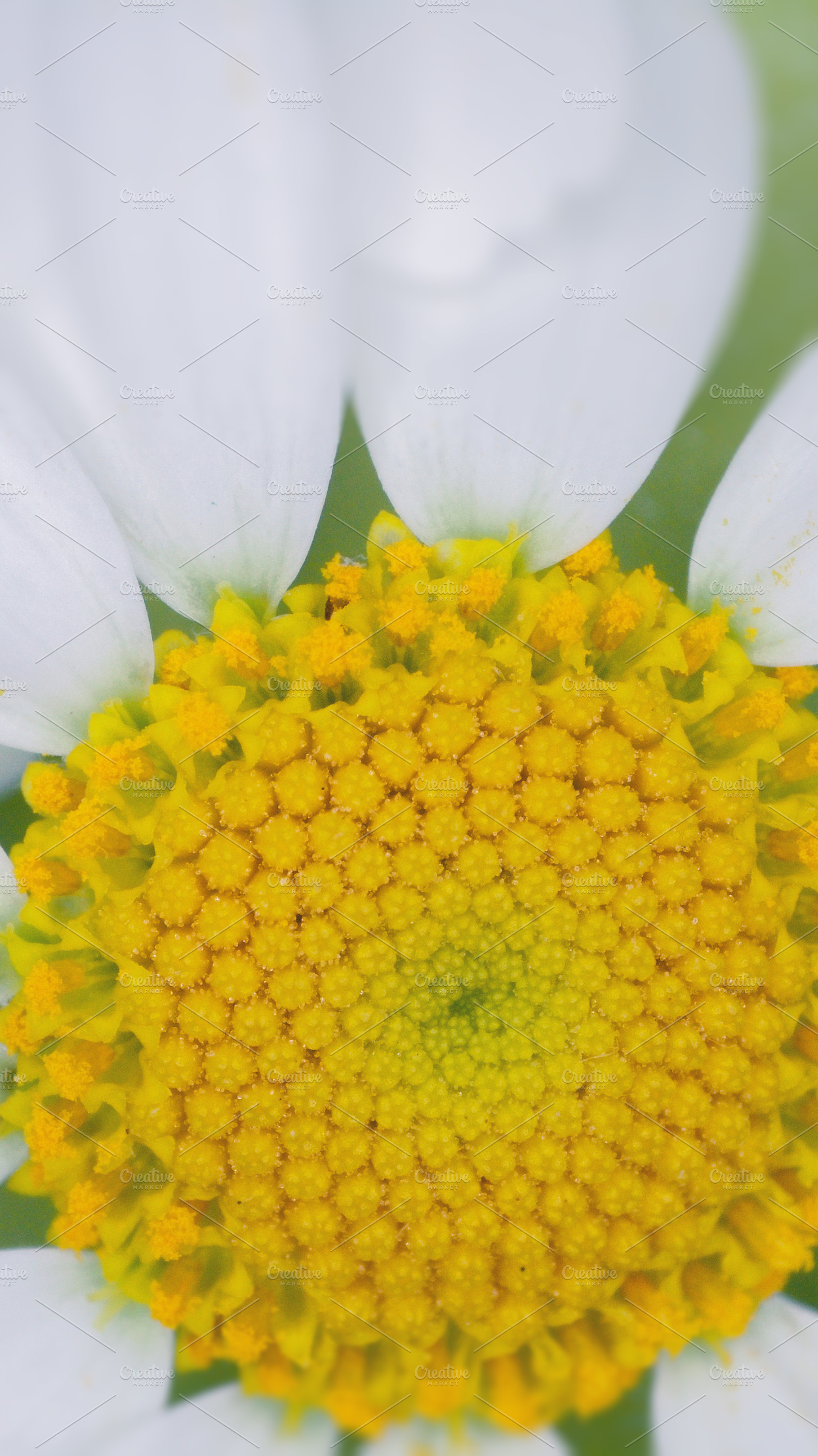 Chamomile Flower, a Nature Photo by Rob D Animal Photography