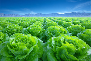 California farmland is home to a, a Nature Photo by ZinetroN