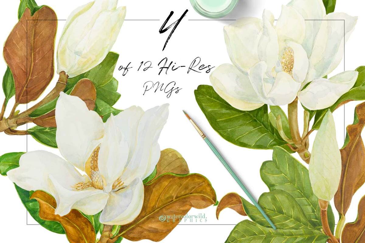 Southern MAGNOLIA-Vintage Clipart, an Illustration by watercolorwild.graphics (Photo 3 of 7)