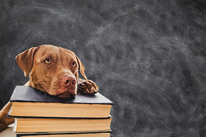 Back to school. Lovable, adorable puppy and vintage books