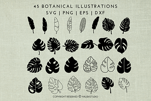 Monstera Leaf SVG Illustrations