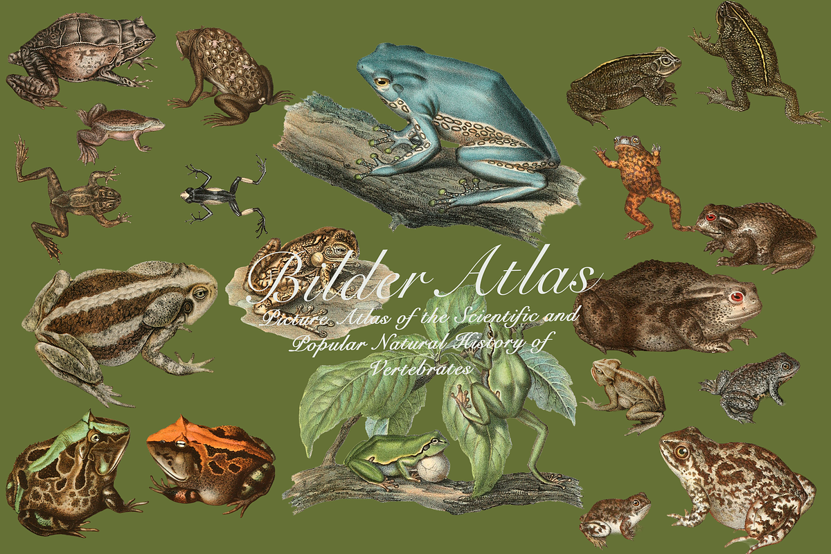Vintage Vertebrate Animal Atlas, an Object Graphic by Lilithcollageart (Photo 11 of 14)