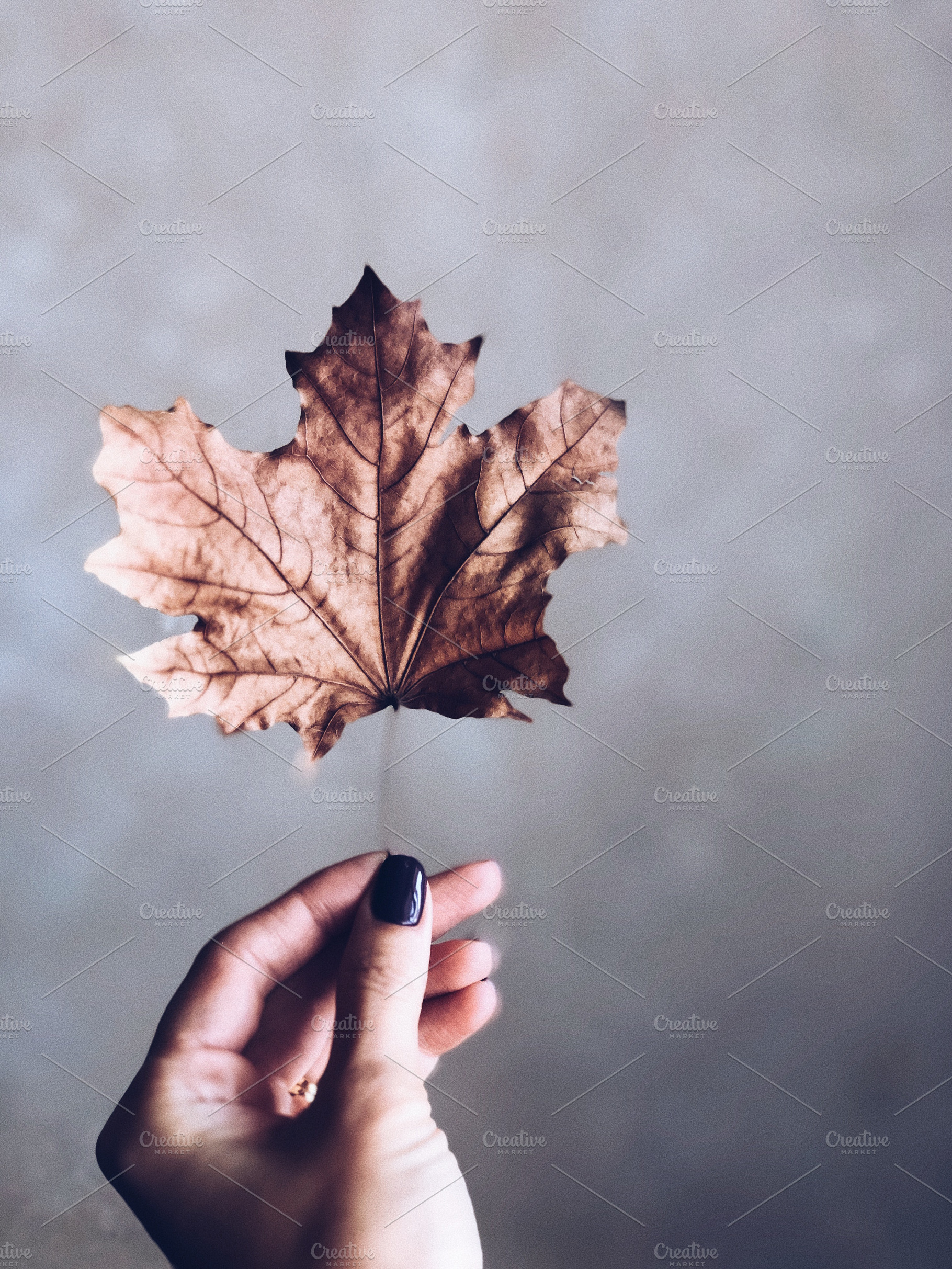 Dry autumn maple leaf, a Nature Photo by so_lizaveta