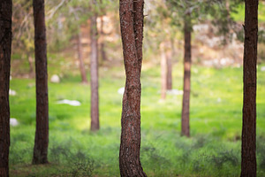 The trunk of the tree in the forest.