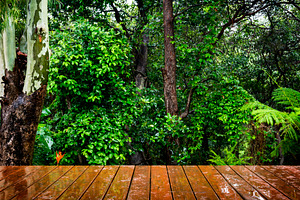 Wooden Floor and Forest, a Nature Photo by THP Creative