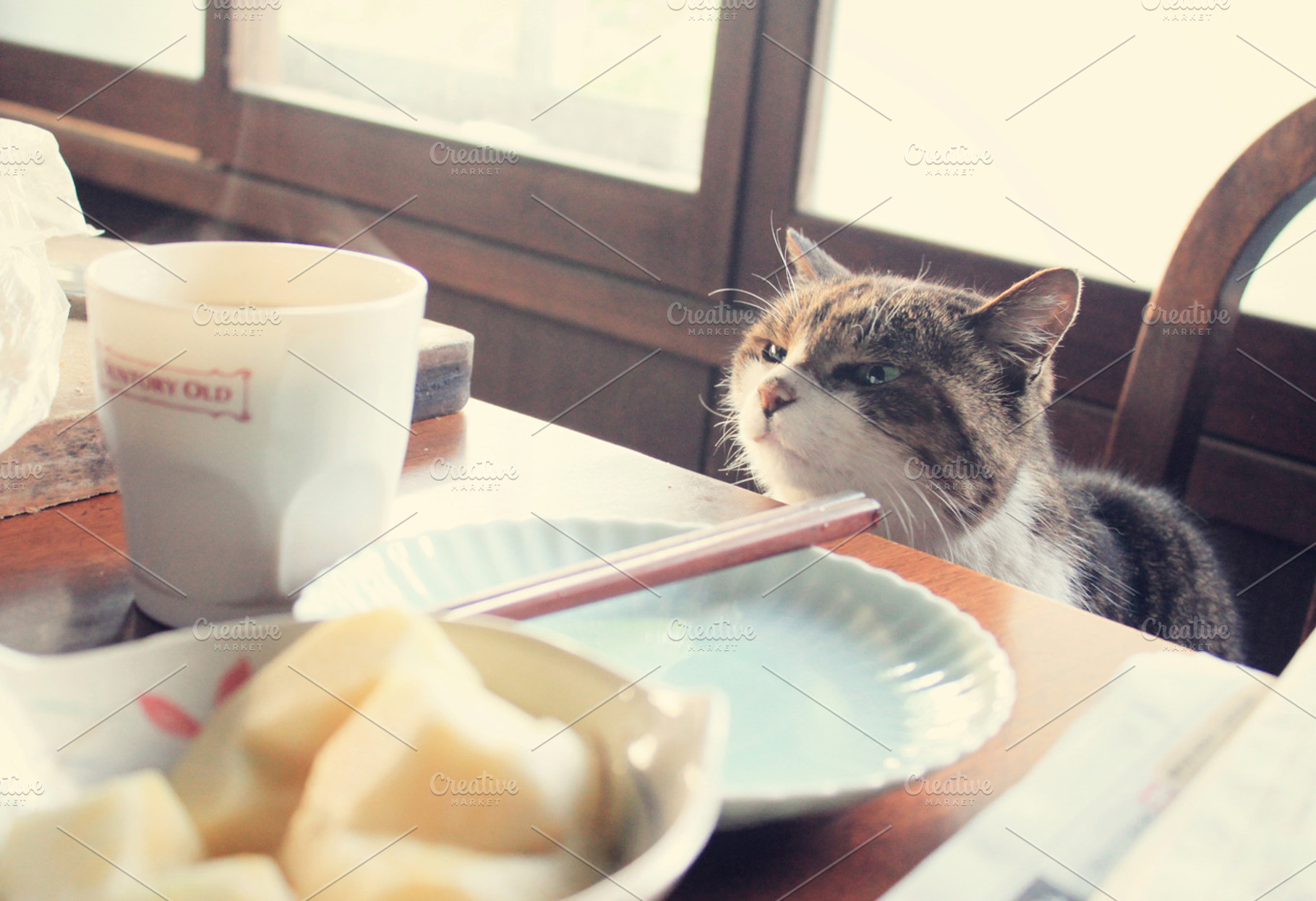 Hungry funny cat