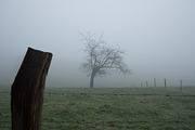Foggy Day Lightroom Preset, an Action Add-On by Daniel Bartel (Thumbnail 2 of 7)